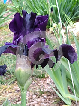 Iris of manda