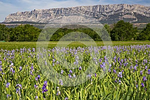 Iris meadow close  to Sainte Victoire mountain near aix en Provence. photo