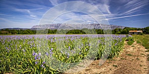 Iris meadow close  to Sainte Victoire mountain near aix en Provence. photo