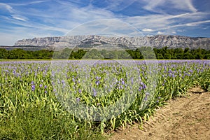 Iris meadow close  to Sainte Victoire mountain near aix en Provence. photo
