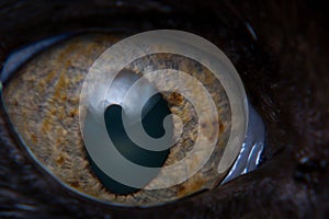 Iris melanoma in adult cat, iris pigmentation