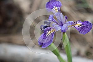 IRIS MISSOURIENSIS BLOOM - SAN BERNARDINO MTNS - 061721