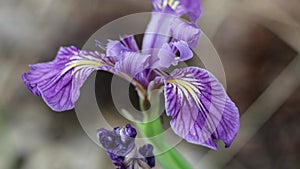 IRIS MISSOURIENSIS BLOOM - SAN BERNARDINO MTNS - 061721