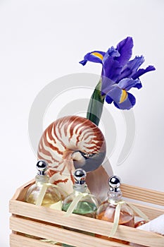 Iris, Nautilus Shell, Essential Oils, Spa Treatment