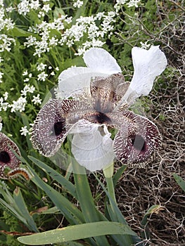 The Iris Nazareth
