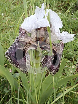 The Iris Nazareth