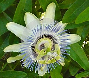 Iris odd flower florida long lasting annual