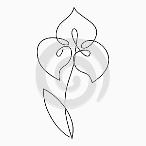 Iris one line drawing. Continuous line flower. Hand-drawn print for logo, emblem and design card, poster. Vector. photo