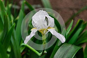 Iris orjenii, the Orjen Iris flower blooming