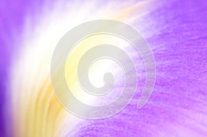 Iris petal