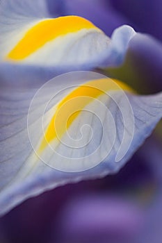 Iris petal