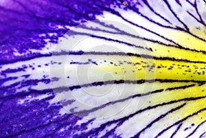 Iris petal closeup