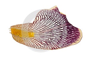 Iris petal. Macro