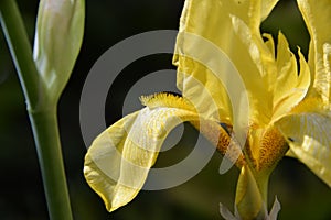 An iris petal twinkles in the sun