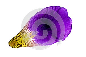 Iris petal on white background. Isolated. Purple and violet flower closeup macro  pattern