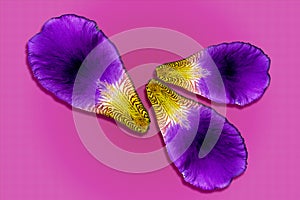 Iris petals on colored background. Purple and violet flower closeup macro  pattern