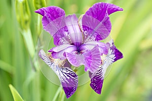 Iris, pink and purple extraordinary iris with special texture