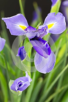 Iris plant with purple flowers and buds