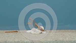 The iris praying mantis froze and watches the movement of the mealworm