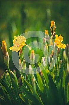 Iris pseudacorus also known as yellow flag iris