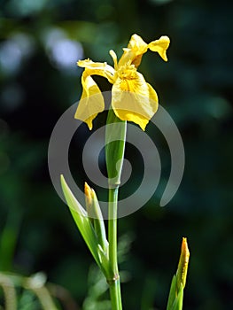 Iris pseudacorus, yellow flag flower