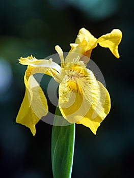 Iris pseudacorus, yellow flag flower head