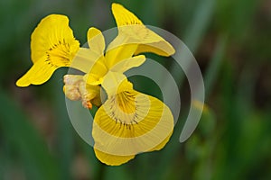 Iris pseudacorus. Yellow flower on a green background