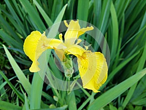 Iris pseudÃ¡corus is a perennial coastal herbaceous plant