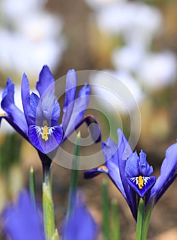 Iris pumila photo