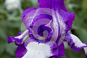Iris in purple and white,Beautiful flower closeup German bearded iris
