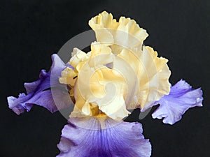 Iris in Purple and Yellow