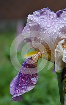 Iris after a rain.