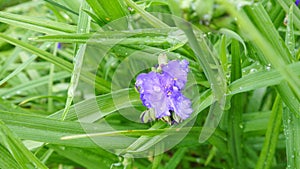 Iris after rain