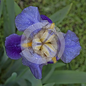 Iris after rain