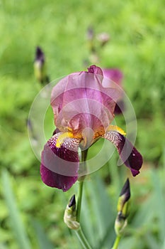 Iris with red and burgundy petals in the Botanical Garden in Simferopol city, Crimea