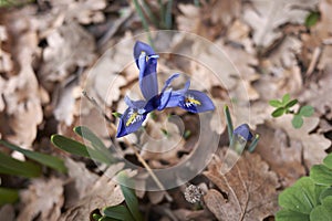Iris reticulata blue flowers