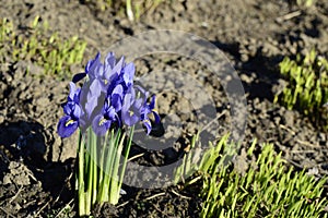 Iris reticulata with blue flowers