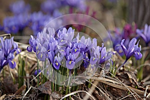 Iris reticulata. Blue Iris reticulata flower bush.