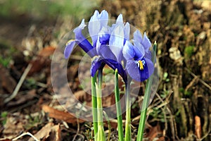 Iris reticulata harbinger of spring. photo