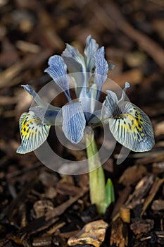 Iris reticulata katharine hodgkin in bloom