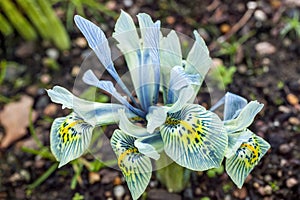 Iris reticulata `Katharine Hodgkin` photo