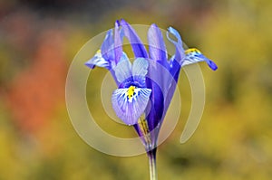 Iris reticulata, the netted iris or golden netted iris  , flora Iran photo
