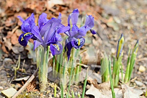 Iris reticulata - Netted Iris
