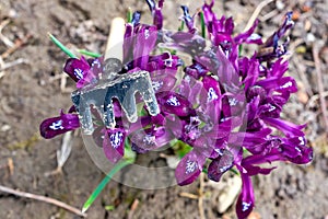 Iris Reticulata Pauline of Dark Magenta color, and small rake. Garden work concept. photo
