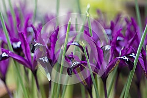 Iris Reticulata Pauline in flower in February