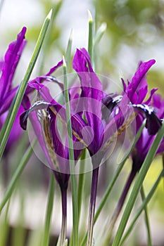 Iris Reticulata Pauline in flower in February photo