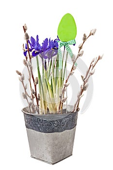 Iris reticulata which is a popular early flowering spring bulb cut out and willow branches isolated on a white background