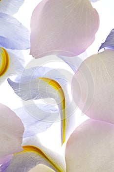 Iris and rose petals