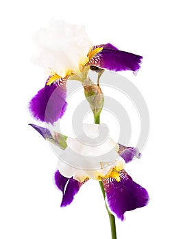 Iris's flower