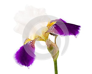 Iris's flower